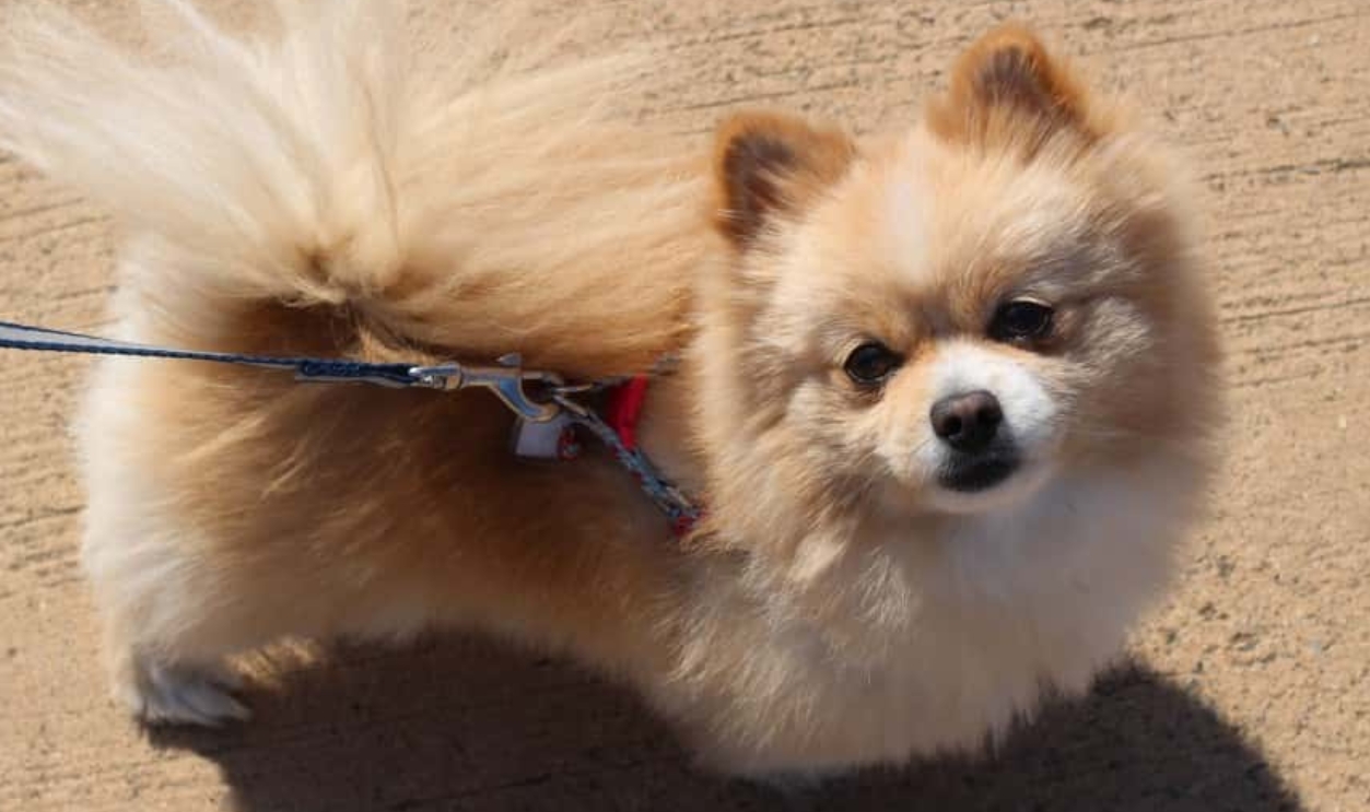Pomeranian Pet Dogs