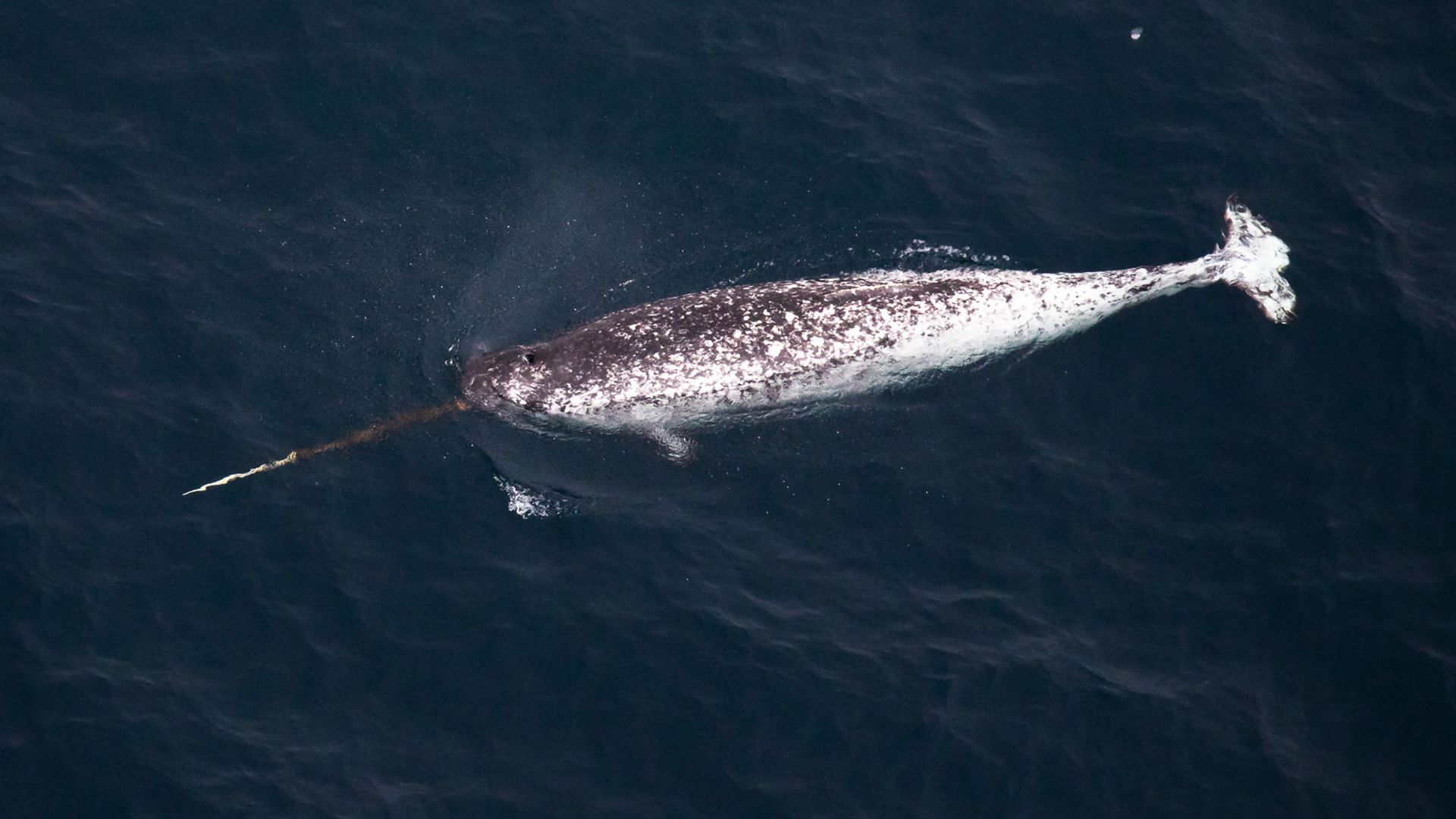 File:Нарвал в российской Арктике.jpg