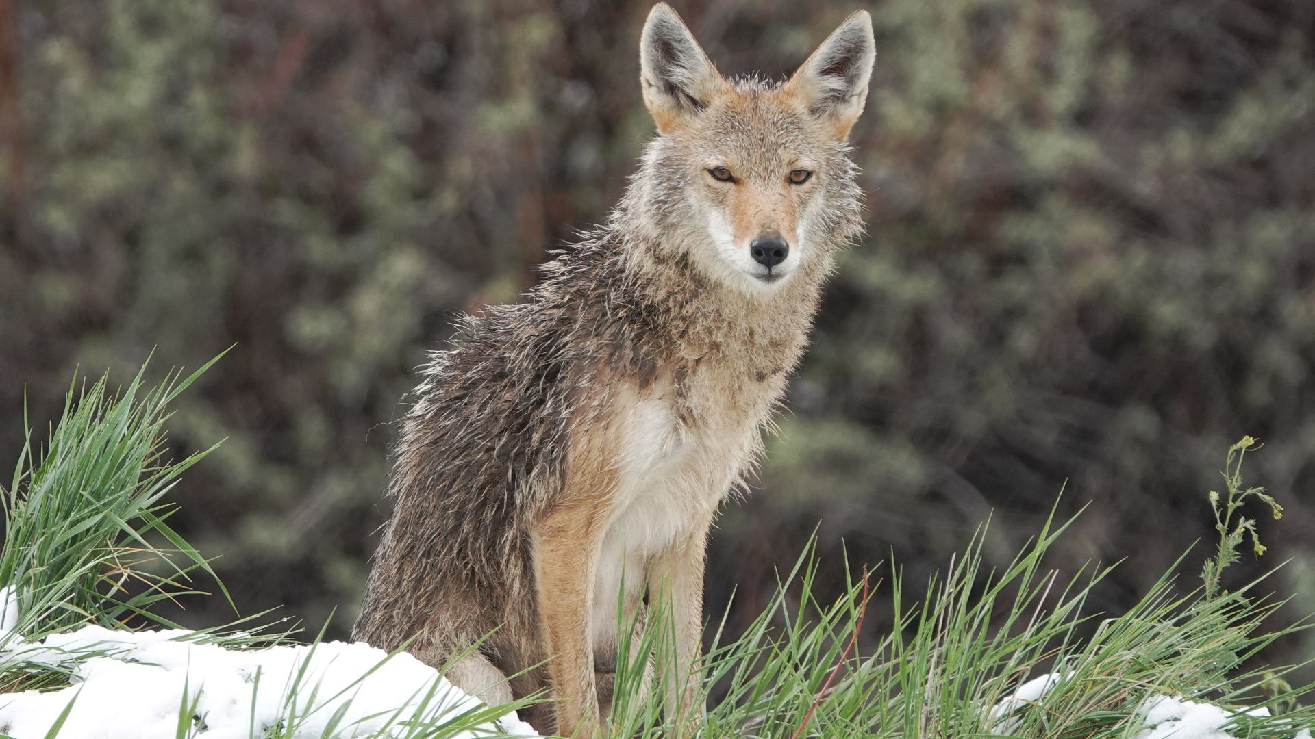 File:Mother Coyote Sitting, Watching Over Den, Photo 1 of 2 (47924154788).jpg