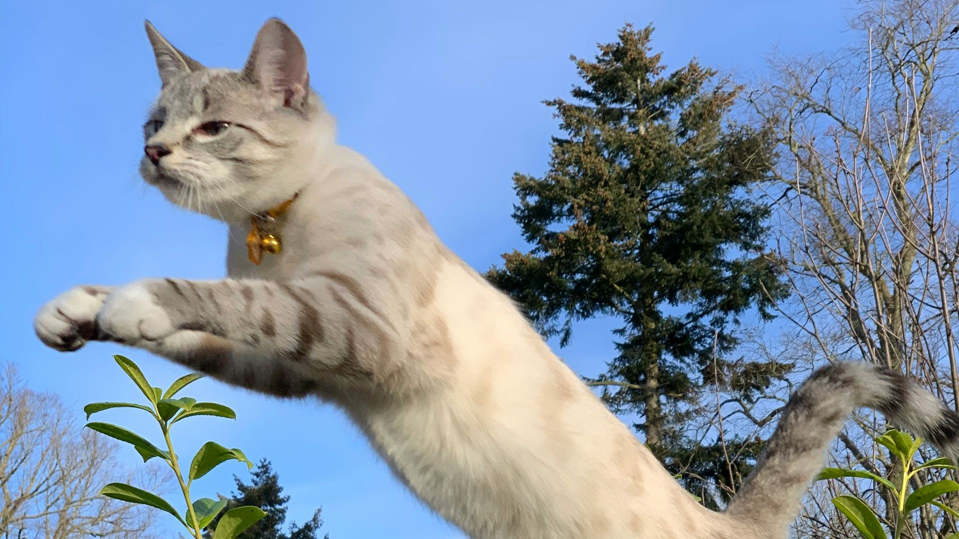 white cat on brown wooden fence during daytime