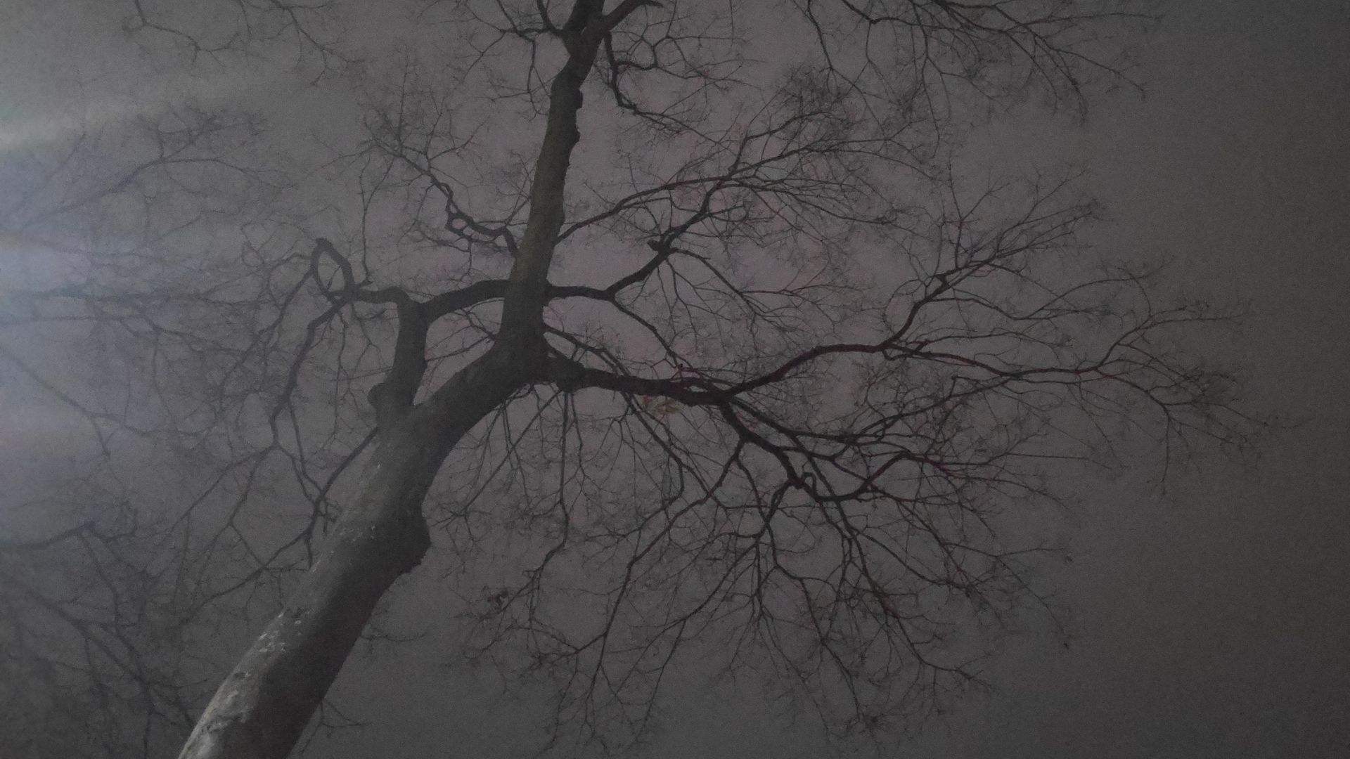 File:Leafless Trees.jpg