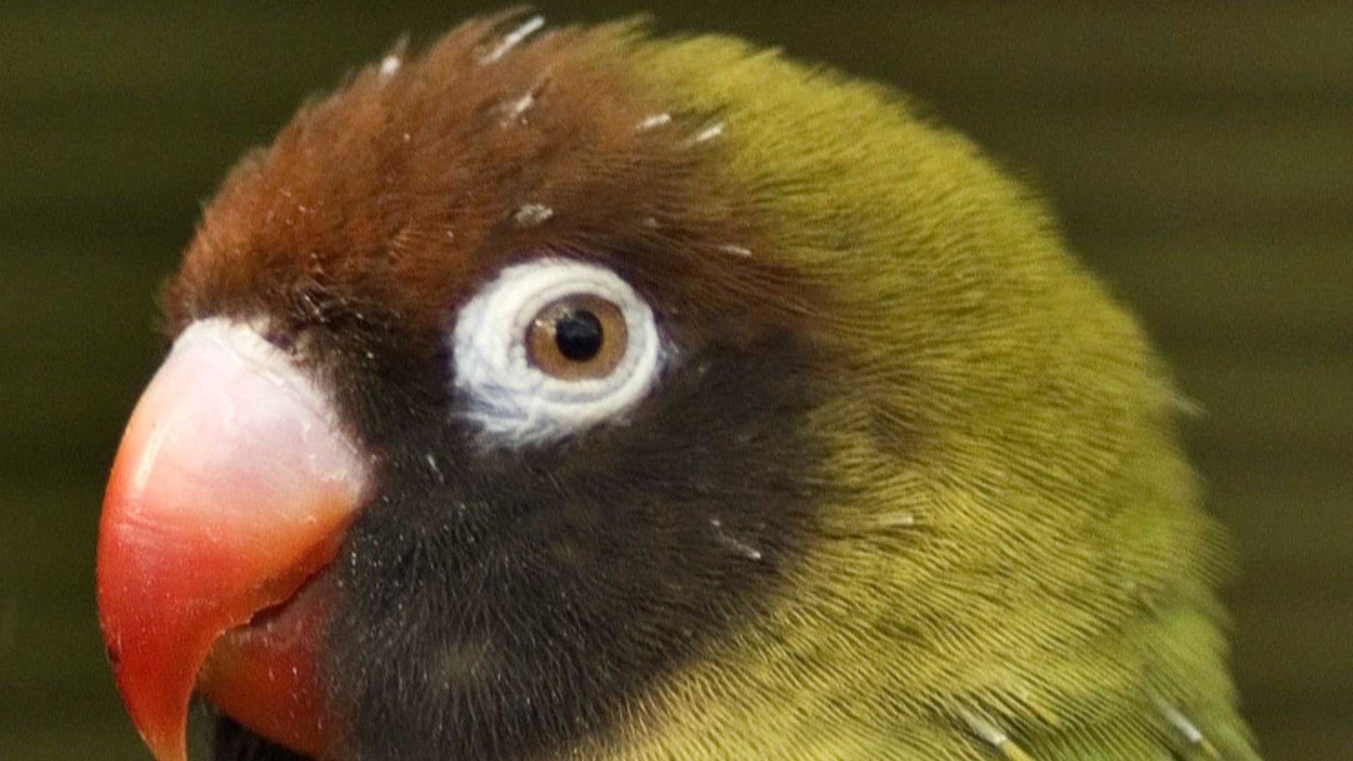 File:Agapornis nigrigenis - head and shoulders.jpg