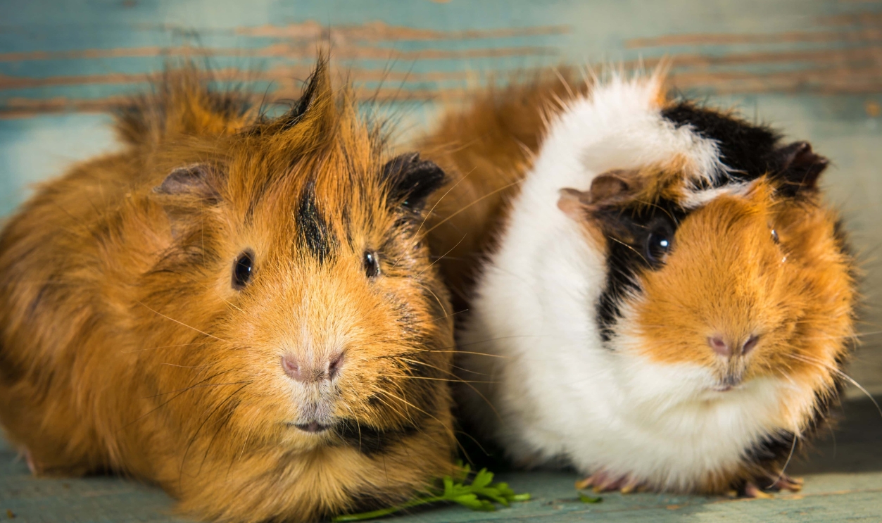 A Pair Of Guinea Pigs On The Wooden Table, Shutterstock, 418732339