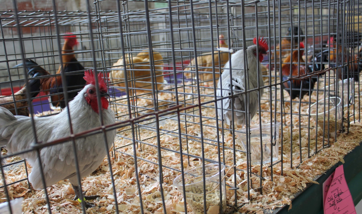 Chickens In Small Wire Cages., Shutterstock, 1165812700