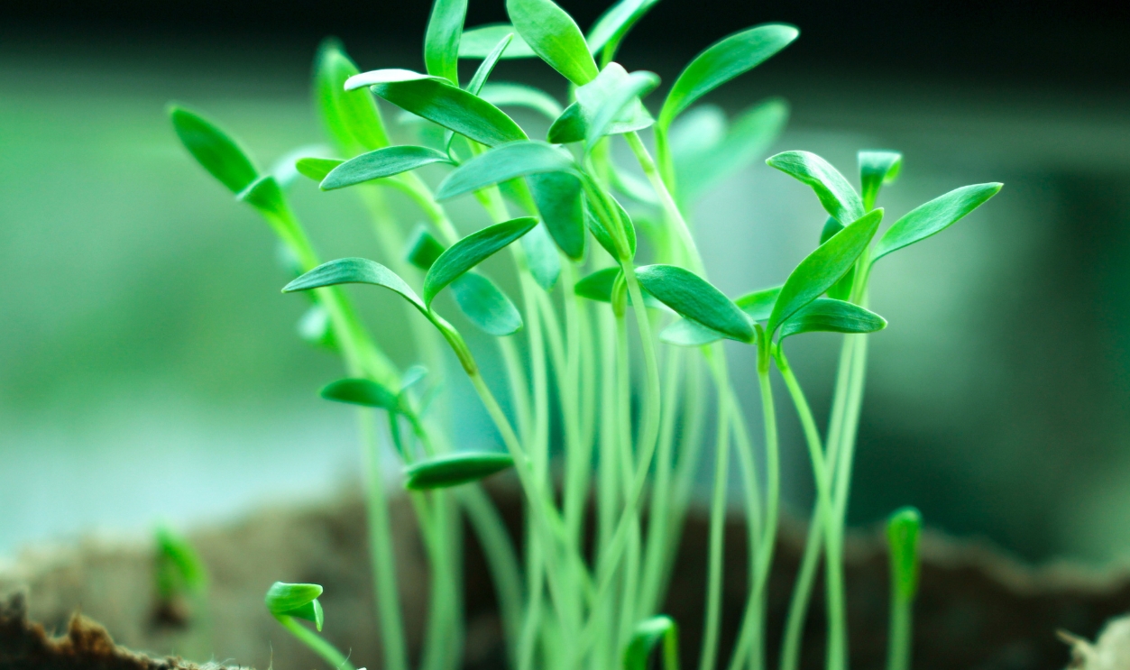 Plants-Tree-Green-Tree-Planting