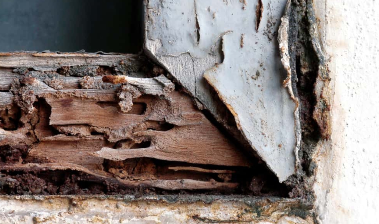 Termite Nest, Shutterstock, 1226482909