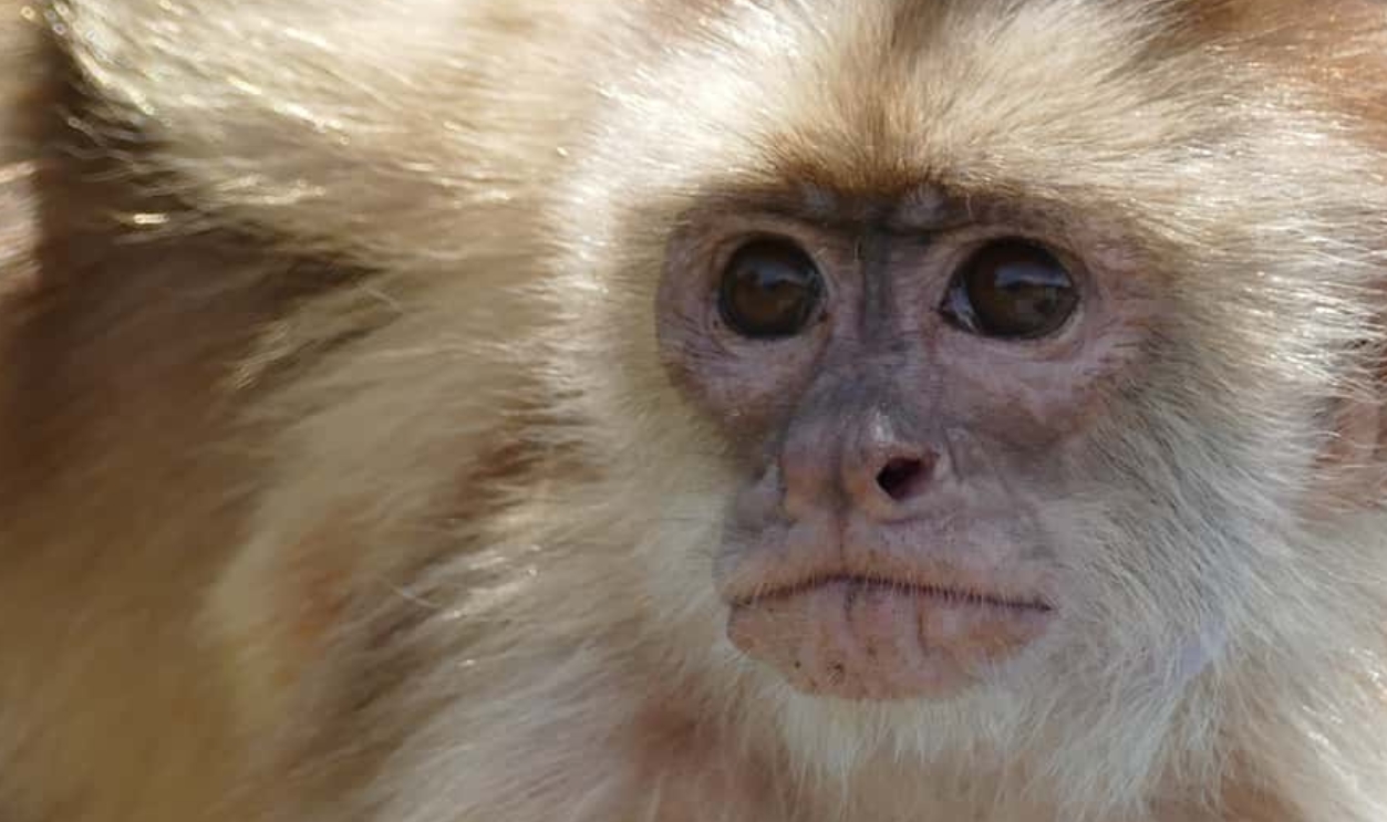 White-Fronted Capuchin, Shutterstock, 1338264311