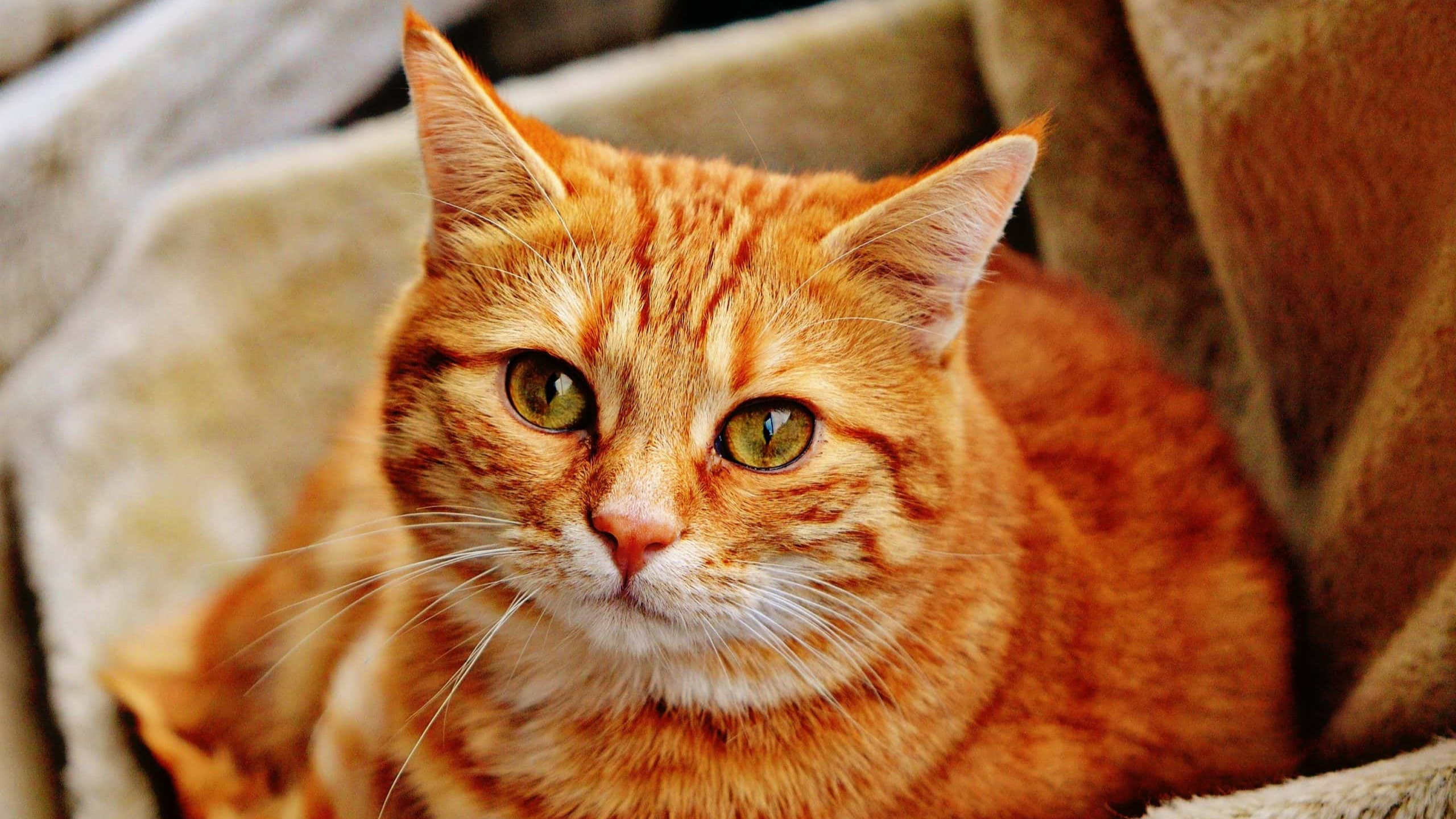 Butterfly Effect Facts