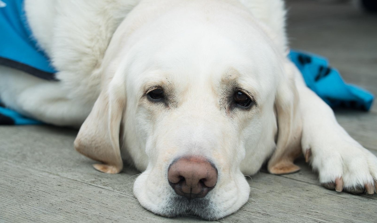 Dog-Cute-Pet-Canine-Animal