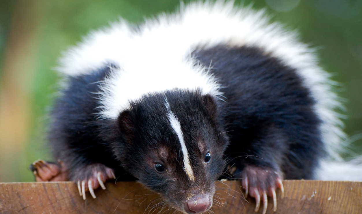 Skunk, Shutterstock, 83553913