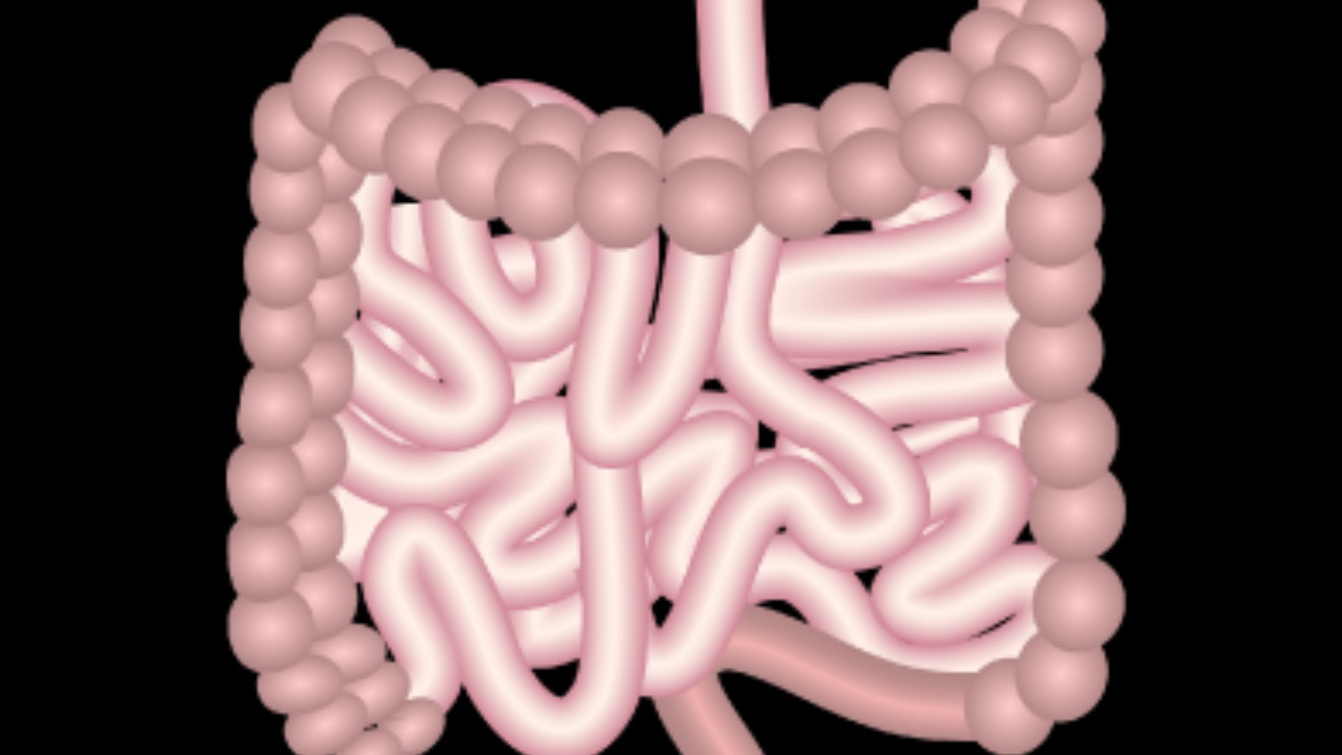 File:201405 intestines.png
