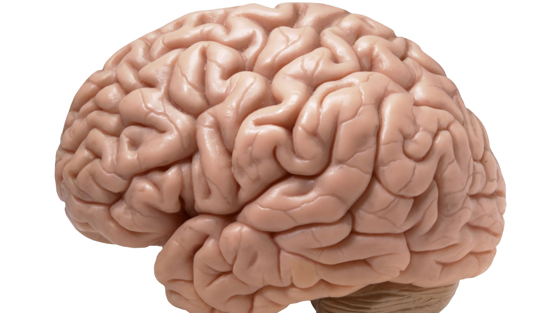 File:Left side of the brain.jpg