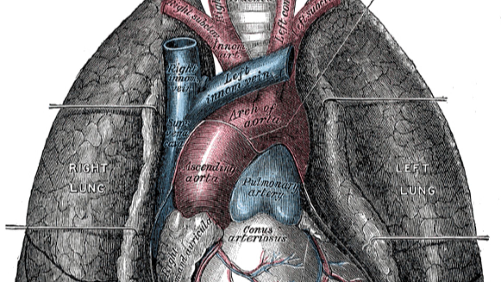 File:Heart-and-lungs.jpg