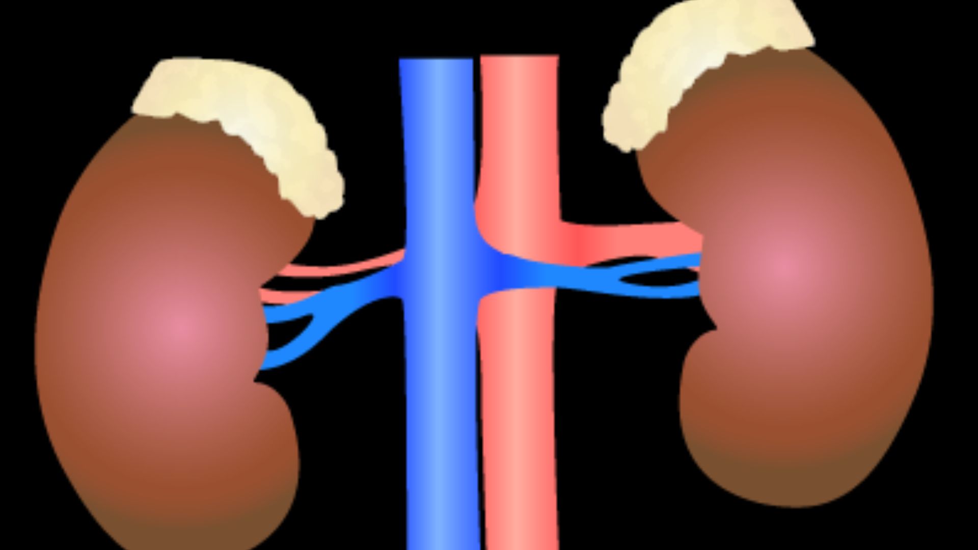 File:201405 kidney.png