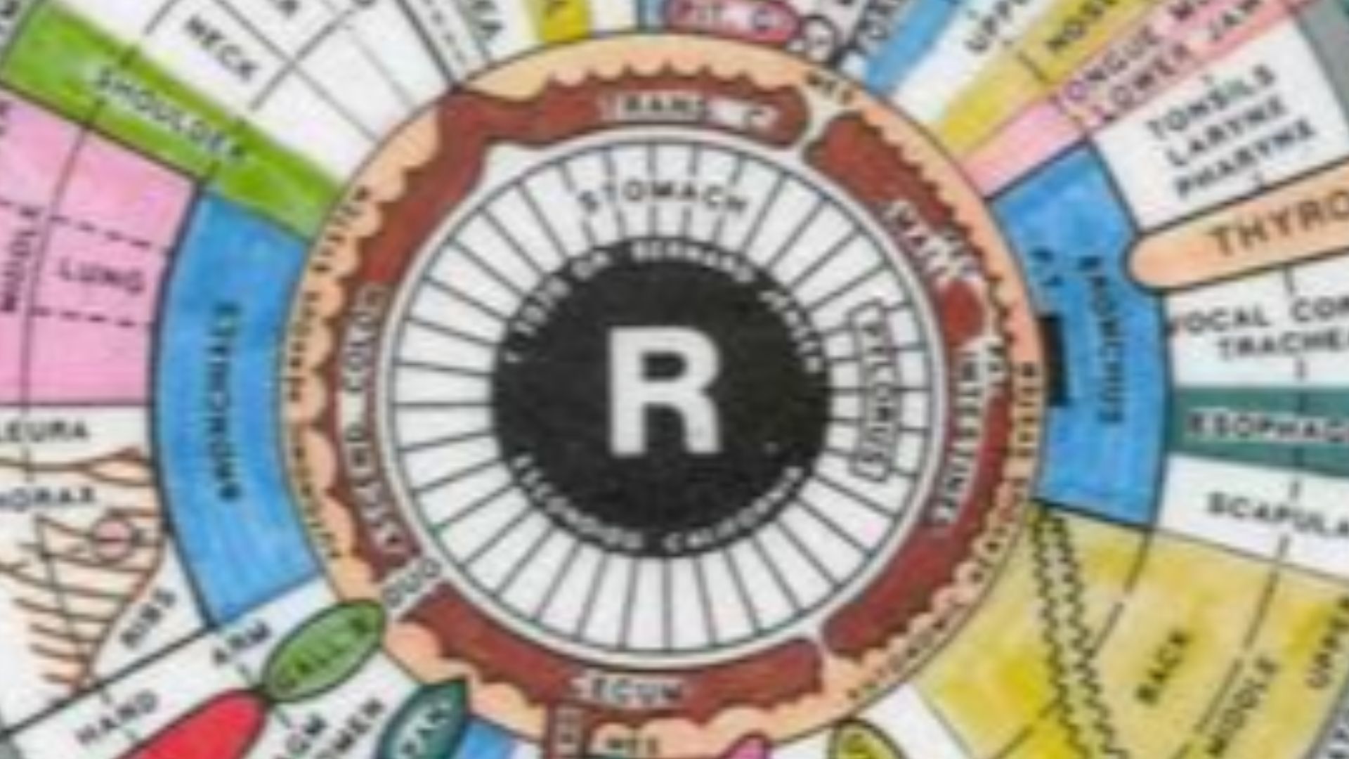 File:Iridology chart.jpg