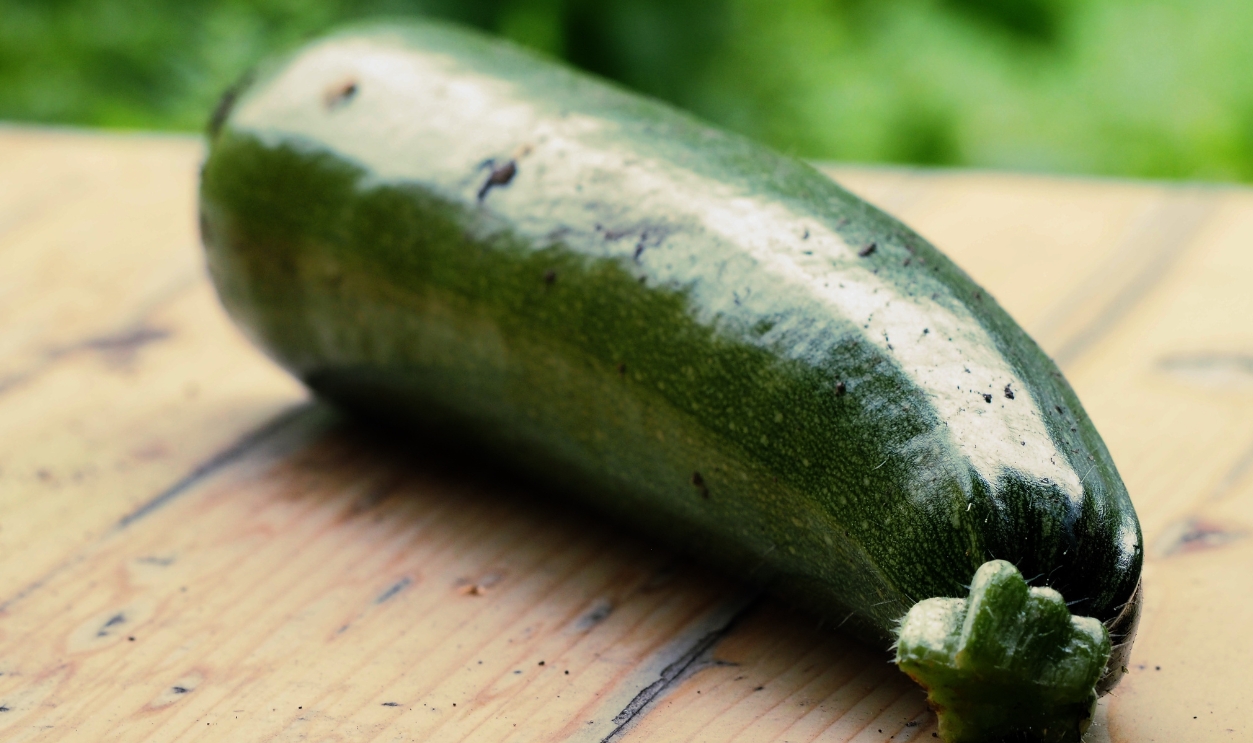 Zucchini Garden Vegetables Harvest