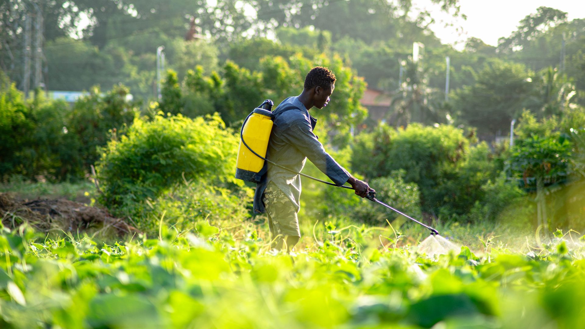 File:Farmer spraying his farm.jpg
