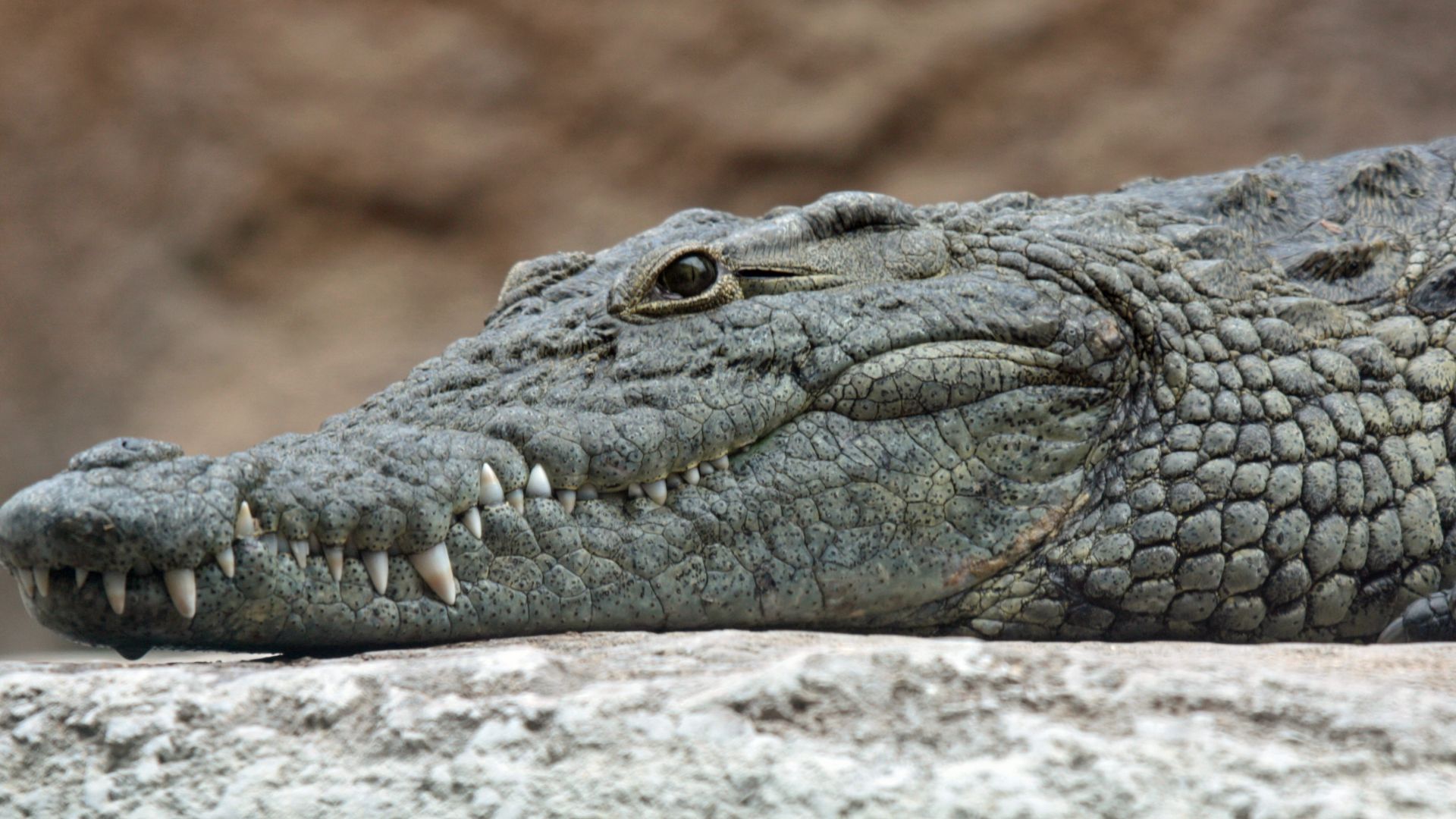 File:Nile crocodile head.jpg