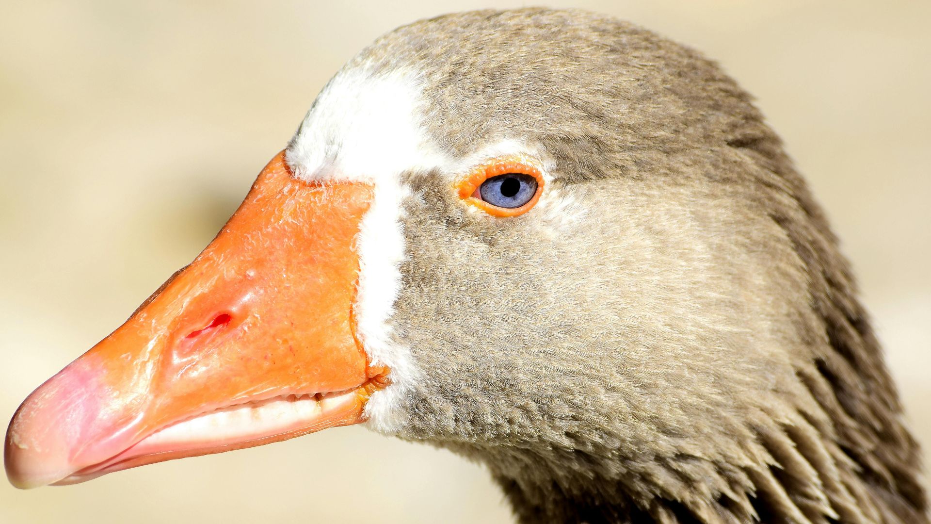 Emilio Sánchez  Hernández