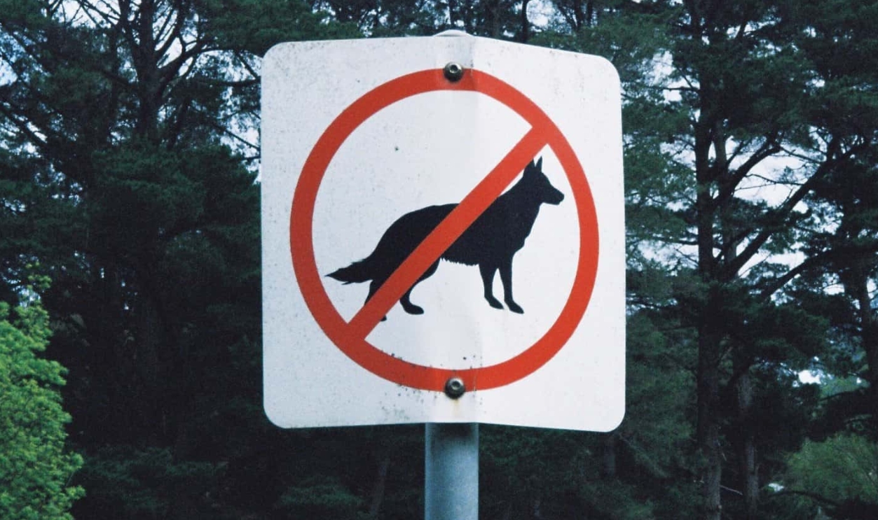 Sign - No Dogs Allowed
