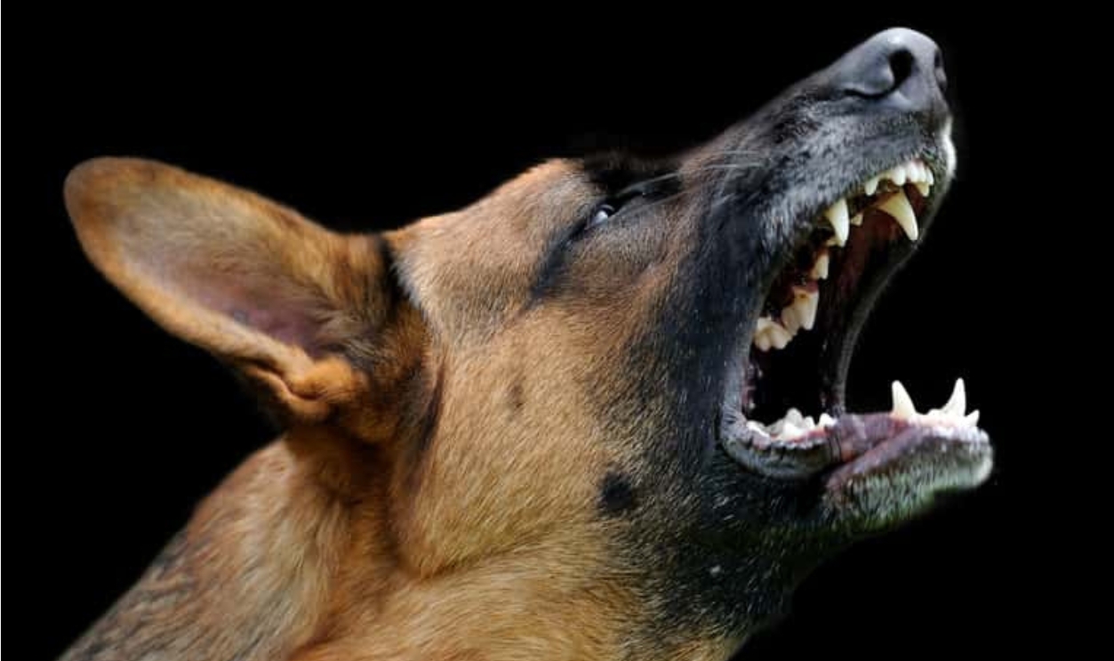 Angry Dog, Shutterstock, 337215926