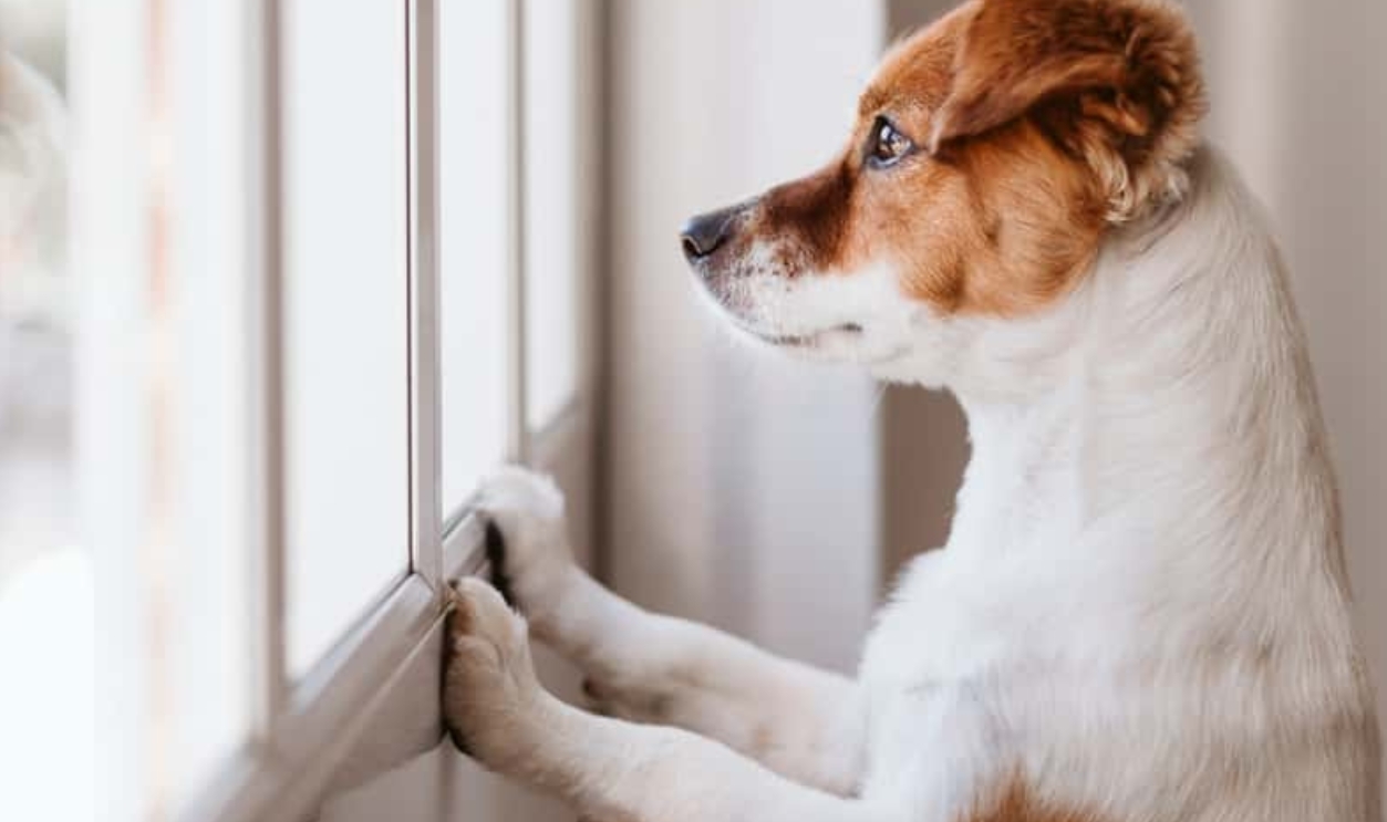 Cute Small Dog Standing On Two Legs, Shutterstock, 1223036338