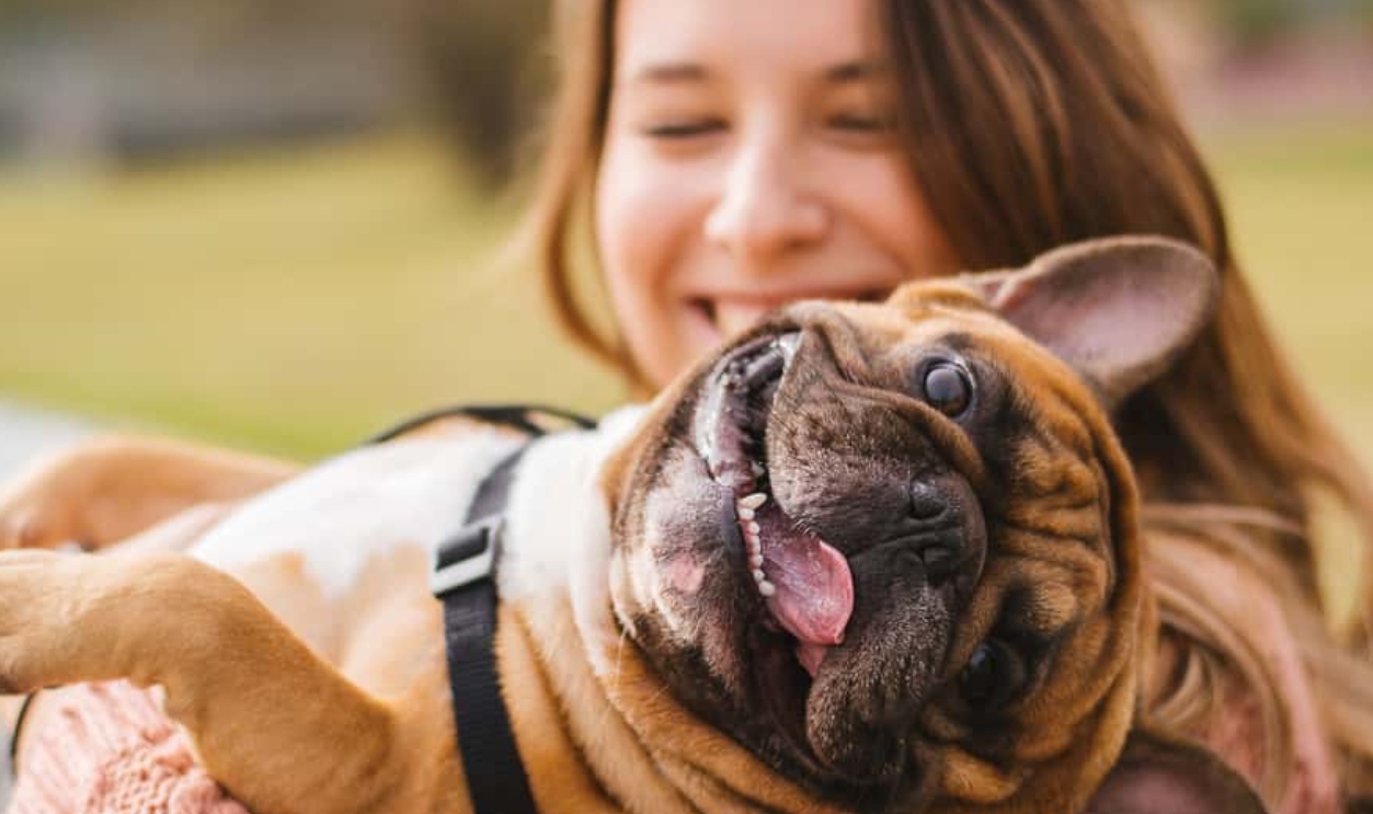 Little Dog With Owner, Shutterstock, 511107457