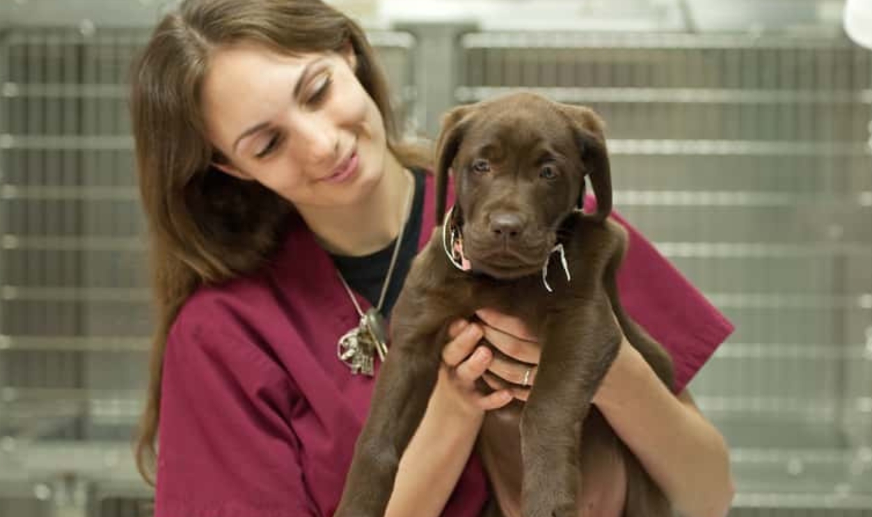 Veterinary Assistant Hold A Young Patient, Shutterstock, 51327550