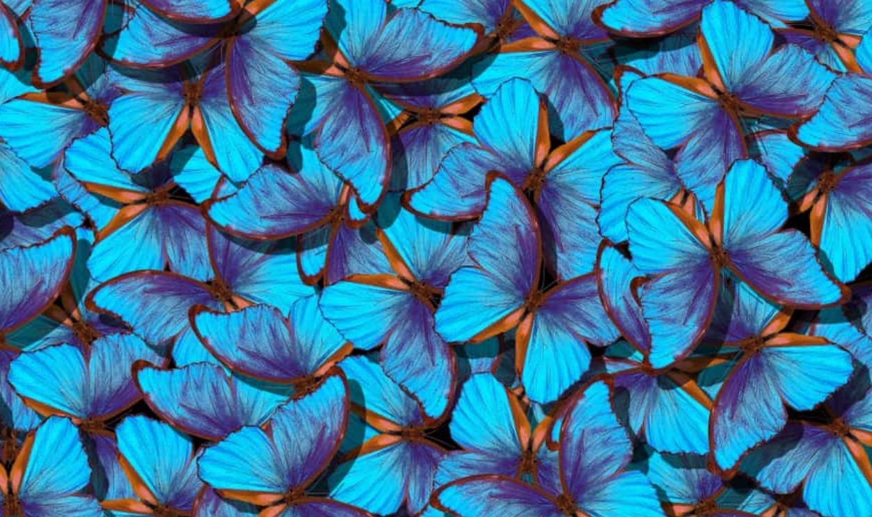 Wings Of A Butterfly Morpho, Shutterstock, 1198084738