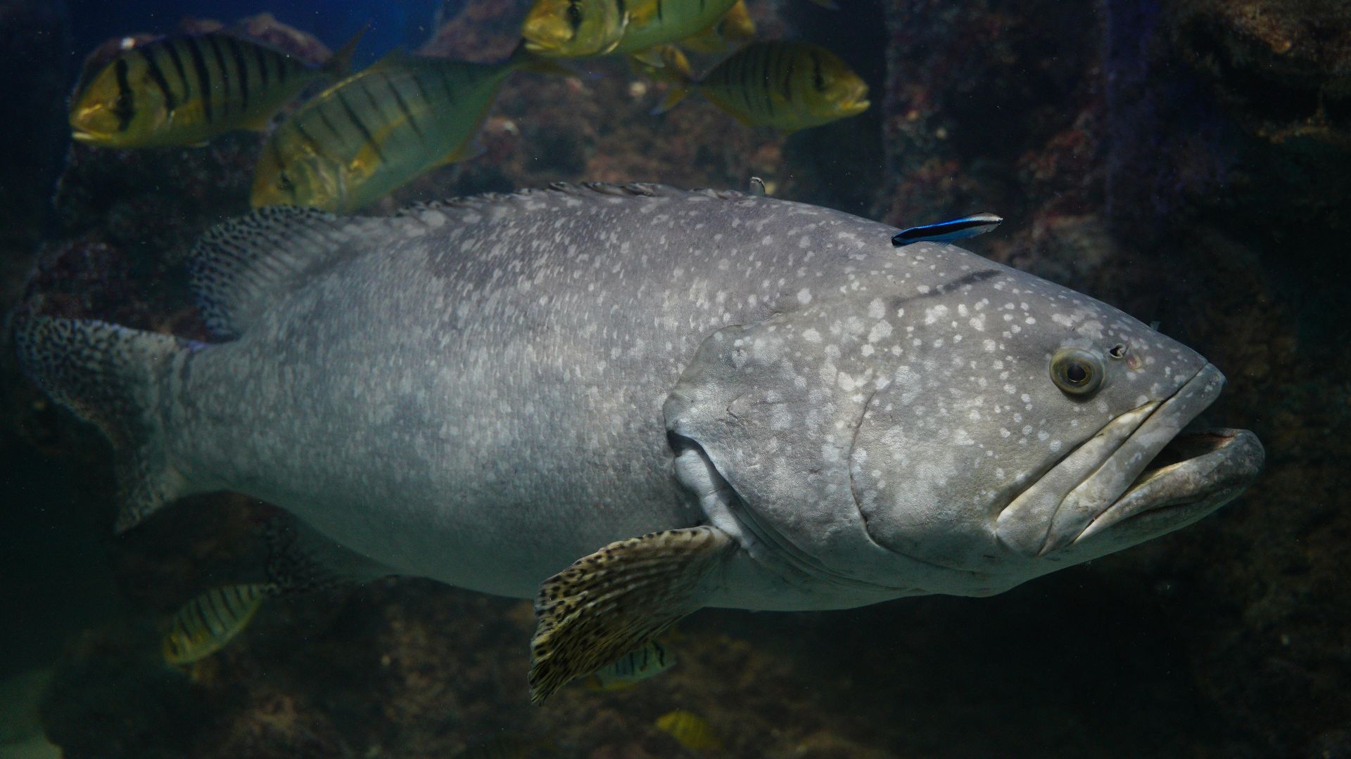 NGUYỄN THÀNH NHƠN