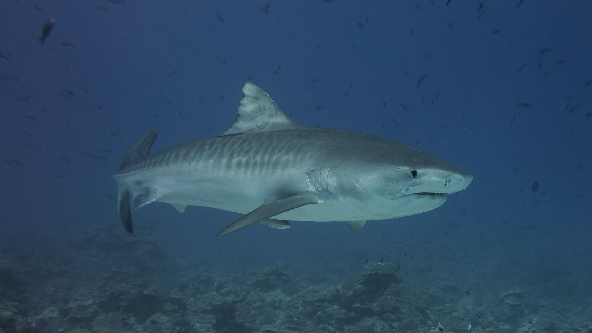 File:Tiger Shark Galeocerdo Cuvier (223179837).jpeg