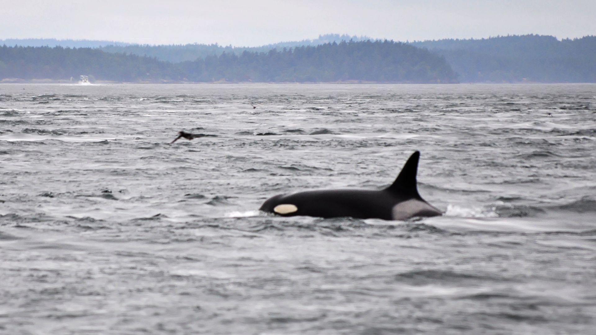 File:Granny Orca.jpg