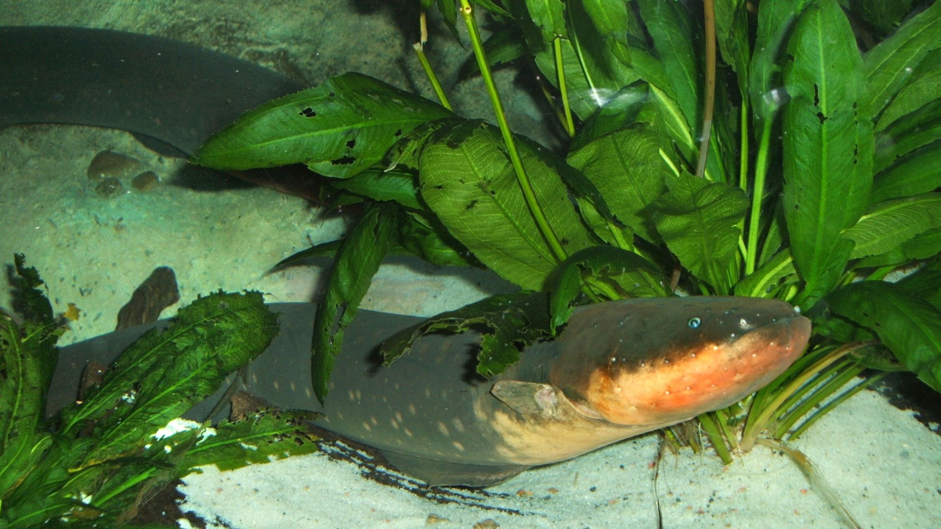 File:Electric-eel.jpg