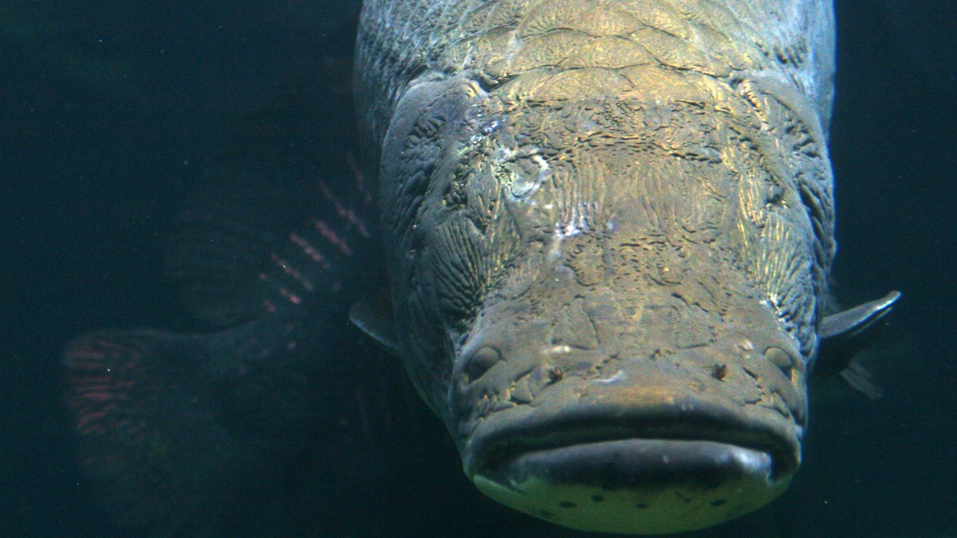 File:Big fish (2689579622).jpg