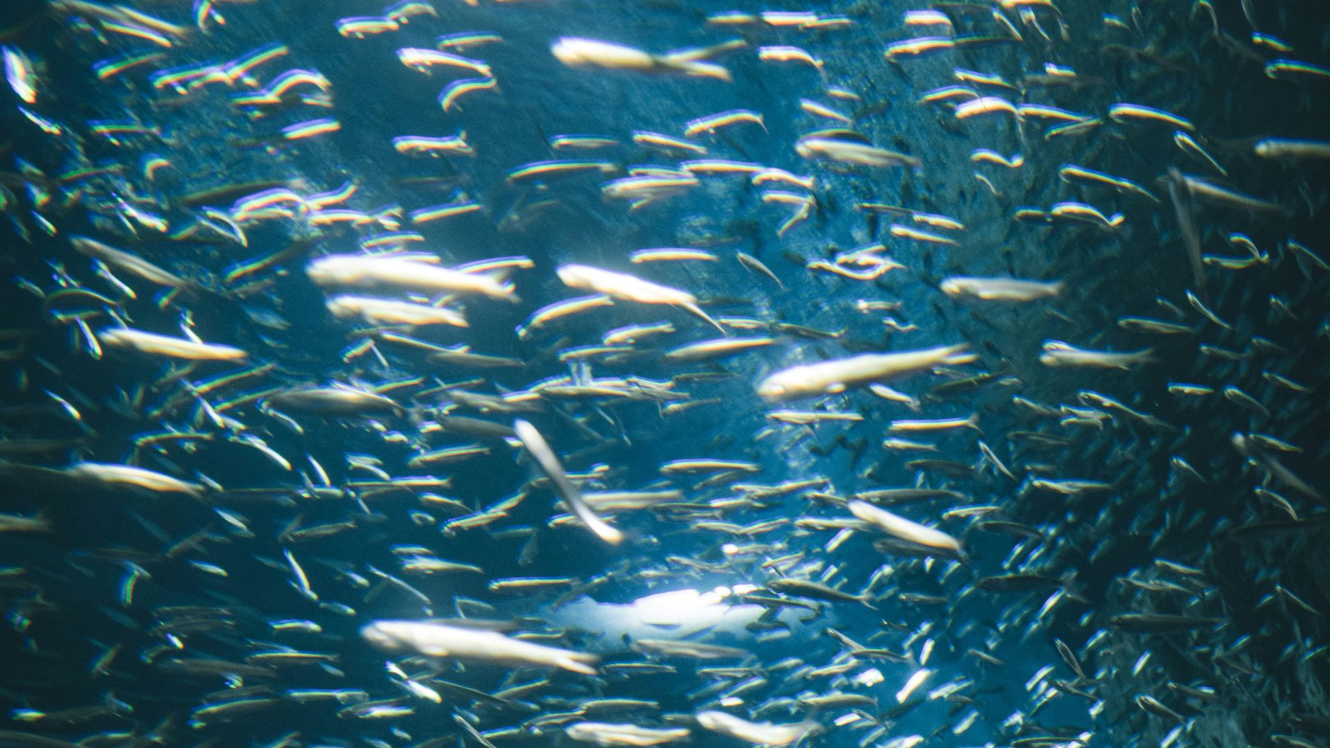 school of fish in water