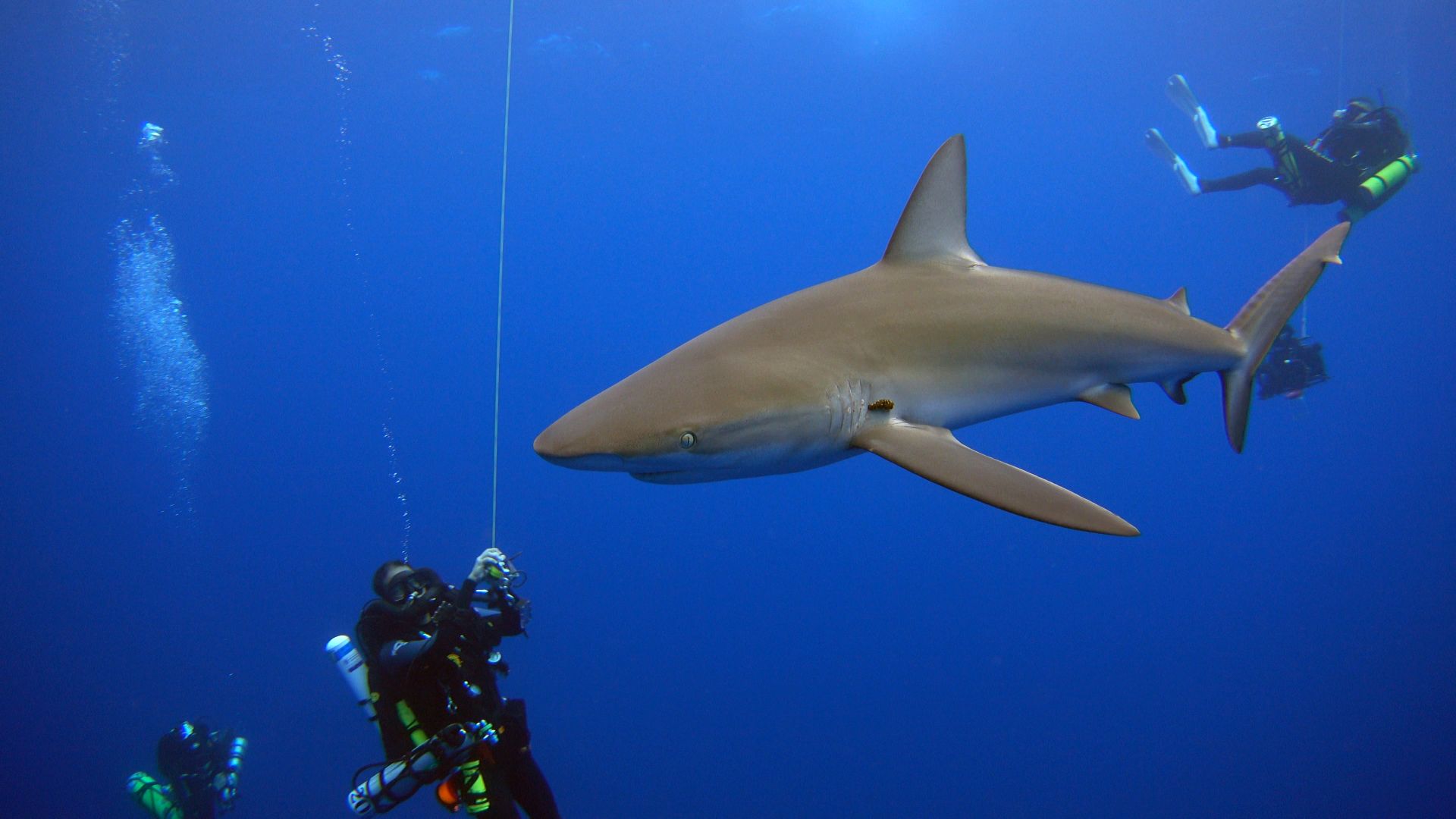File:PMNM - Galapagos shark approaches NOAA scientists at Pioneer Bank (31892939680).jpg