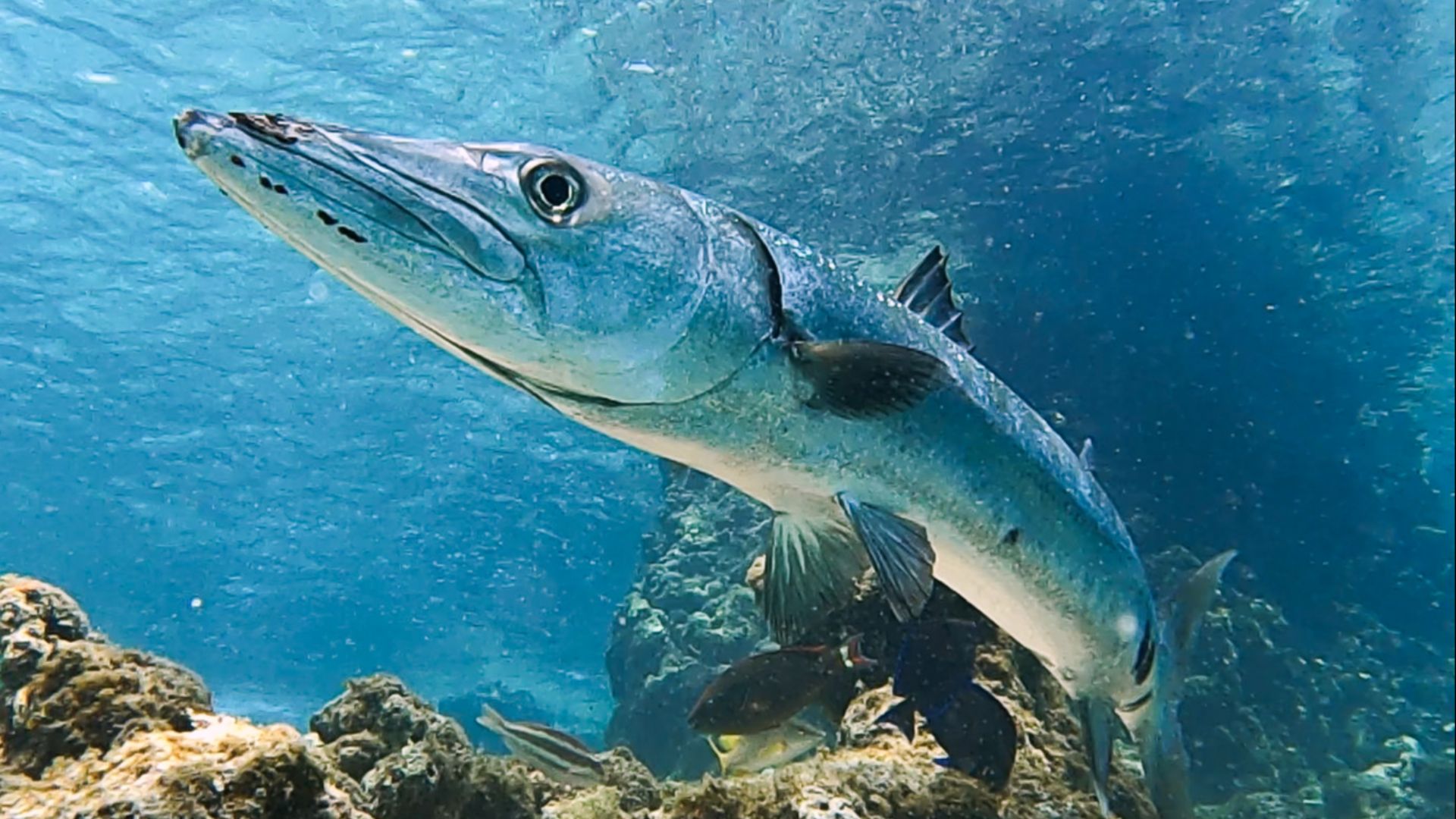 File:Sphyraena barracuda 447398998.jpg