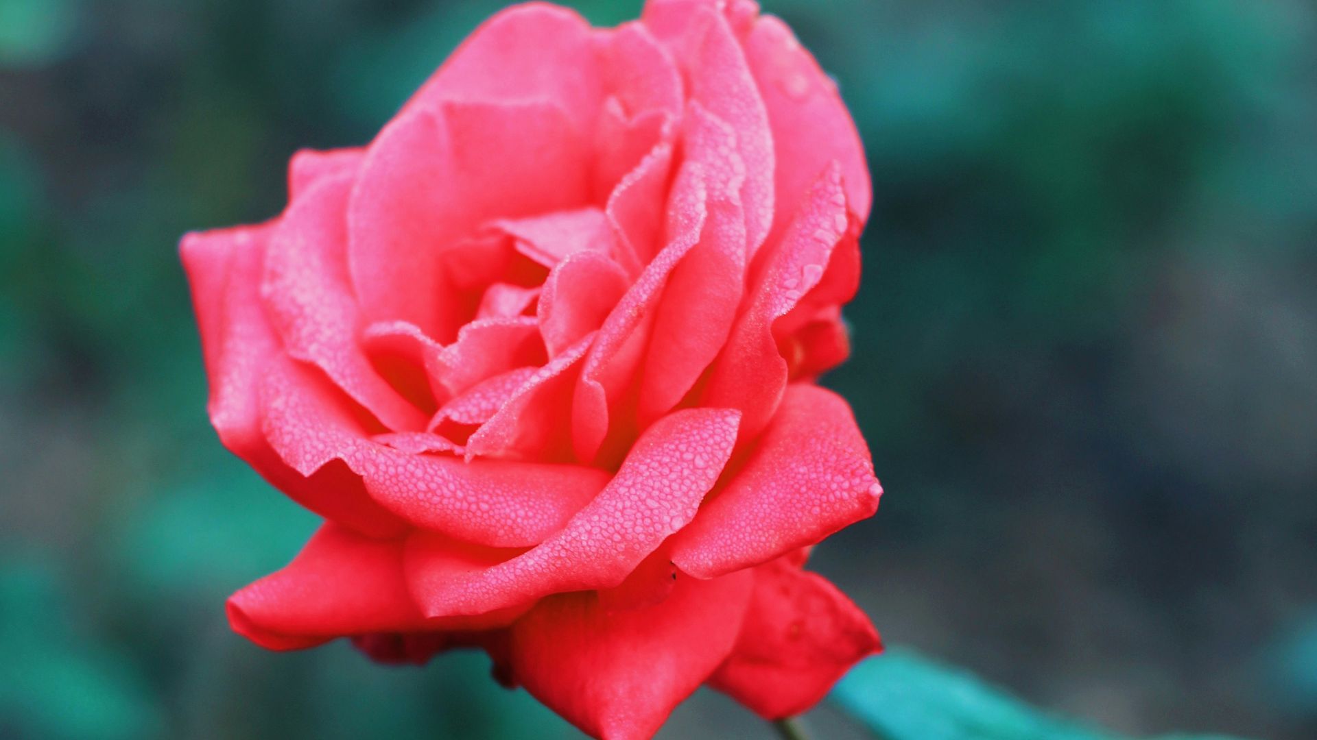 pink rose in bloom during daytime