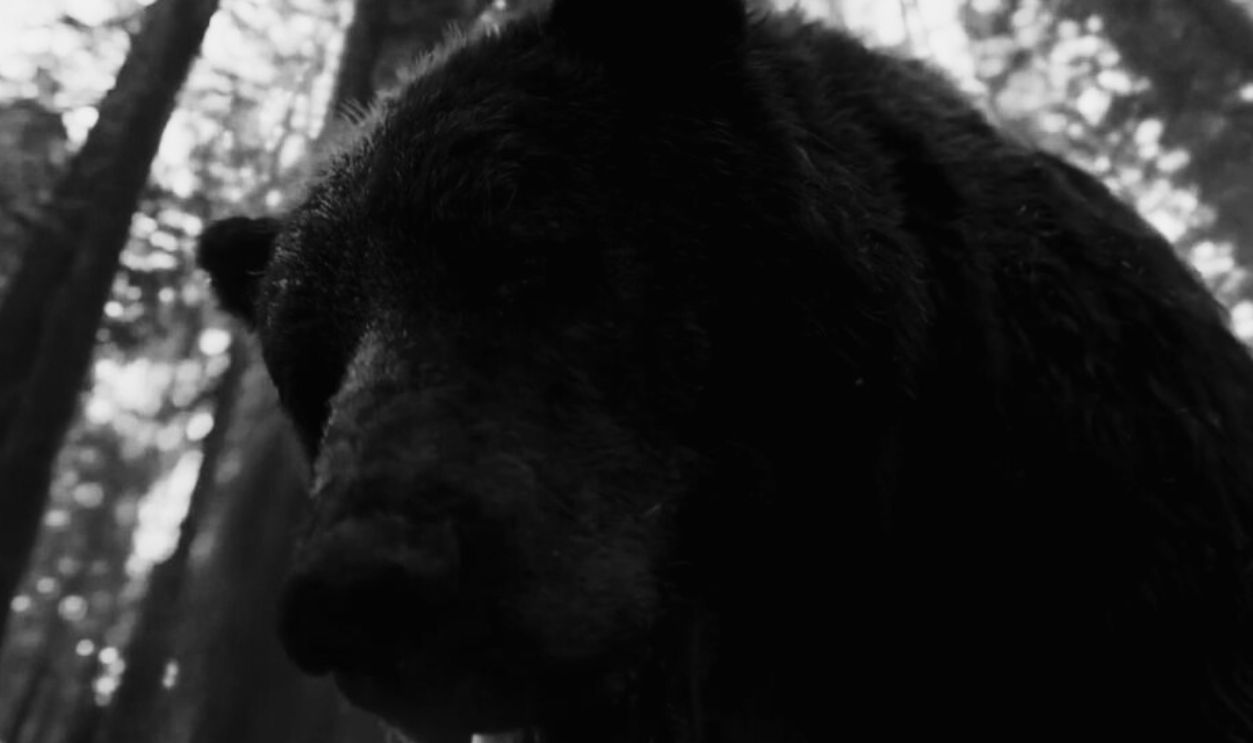 Screenshot from The Revenant (2015)