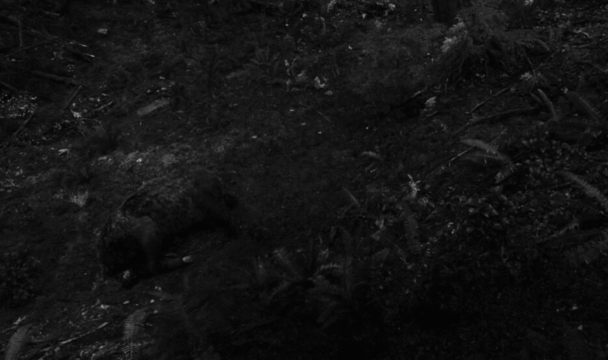 Screenshot from The Revenant (2015)