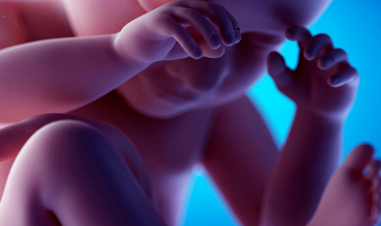 Human Fetus At Week 38, Getty Images, 687791231