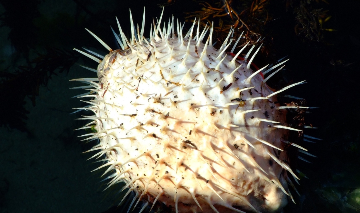 Pufferfish