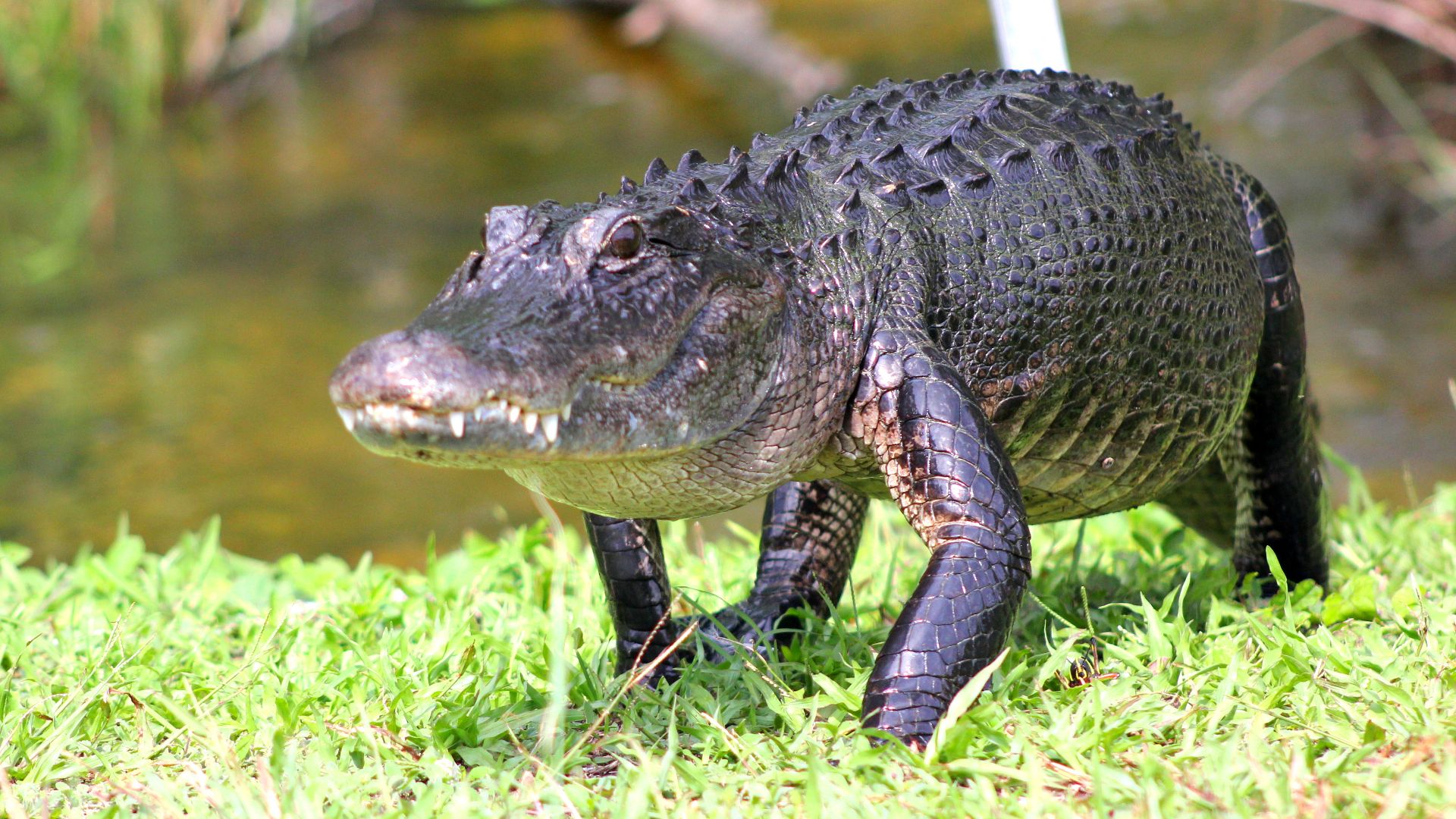 File:Florida alligator (7143519441).jpg