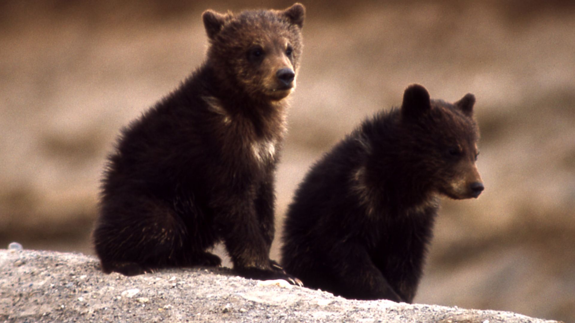 File:Grizzly Bear cubs.jpg