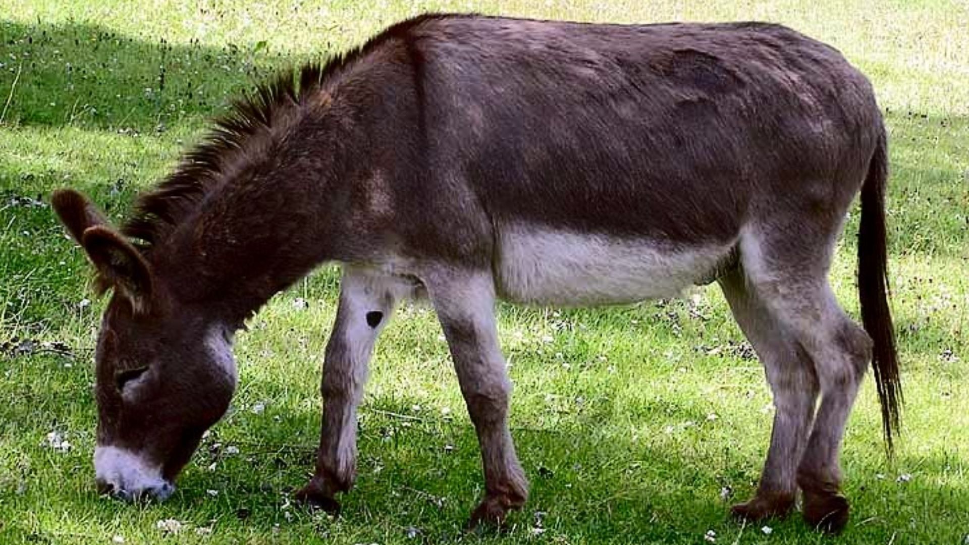 File:Donkey in Clovelly, North Devon, England.jpg