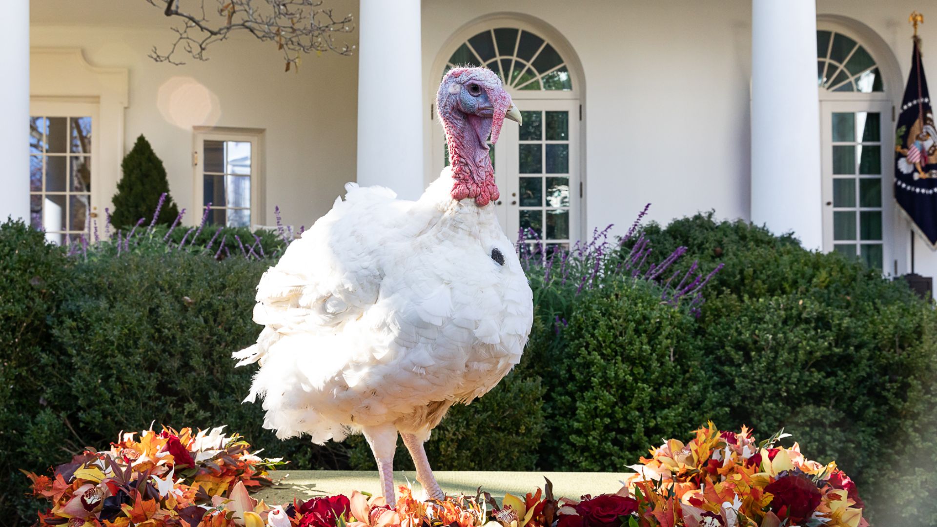 File:The 2018 National Thanksgiving Turkey Pardon (45936602742).jpg