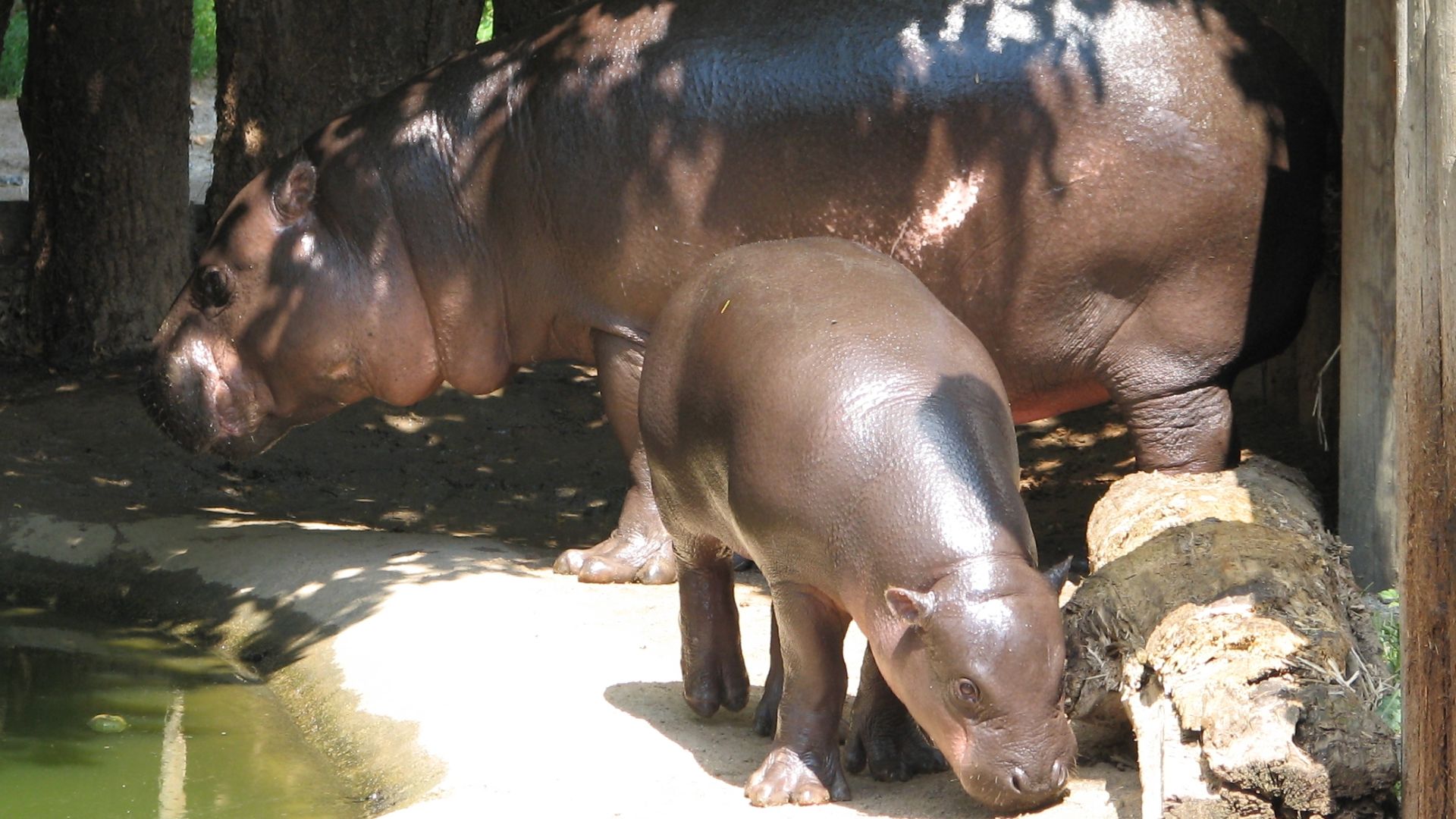 File:Pygmy Hippopotamus with the young.jpg