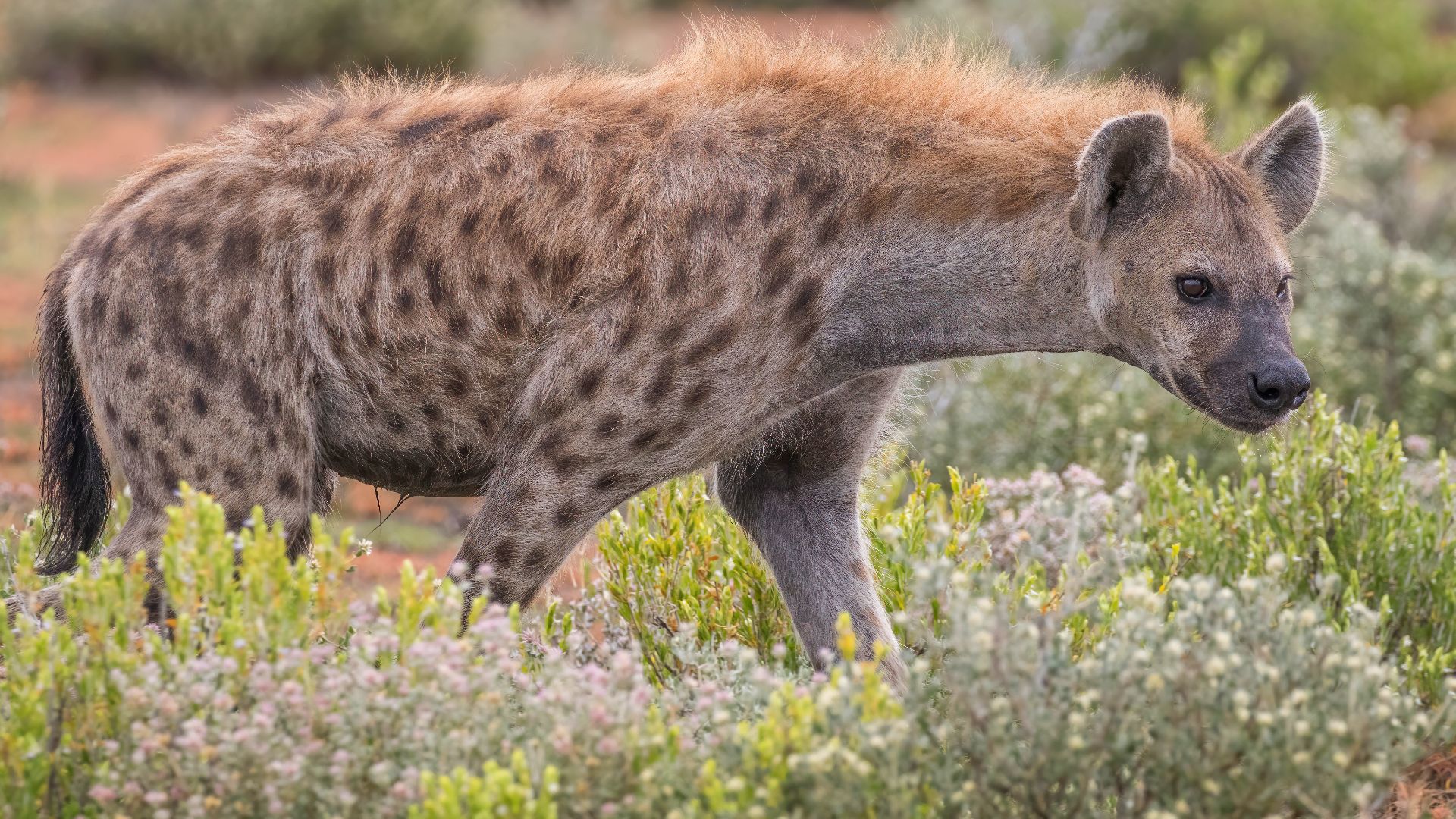 File:Spotted hyena (Crocuta crocuta).jpg