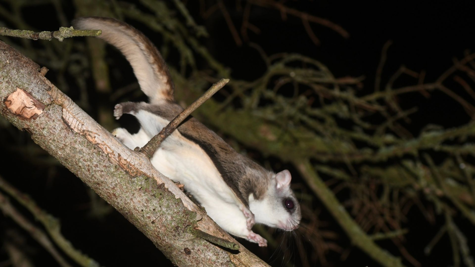 File:Glaucomys sabrinus 248041903.jpg