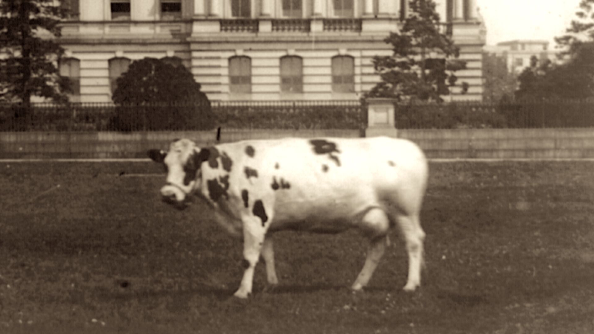 File:Pauline-taft-pet-cow.png